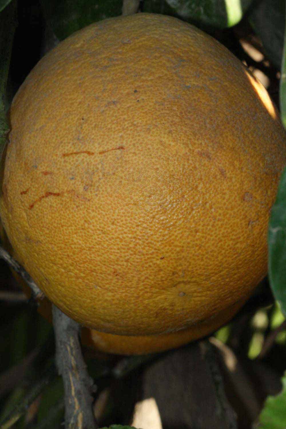            Fruit (Riverside, CA)   